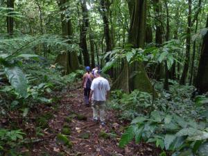 On the fern trail