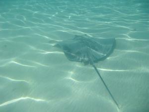 Scary Fish (sting ray)