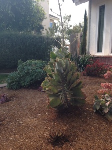 succulents in shade