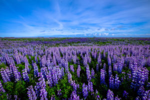 purple-flower-field-landscape_800