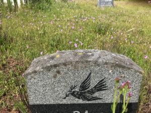 bird on stone