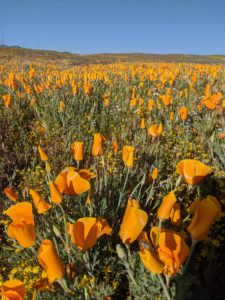 Maggie California poppies