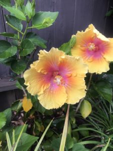 sunset hibiscus flower